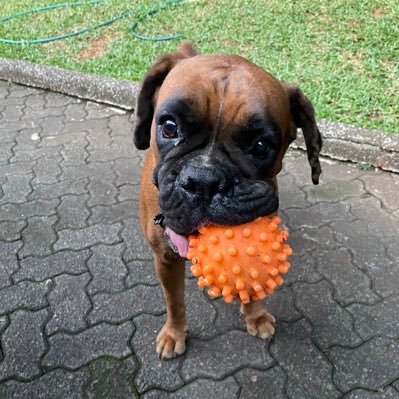 _gowik_'s profile picture. my life, rocks