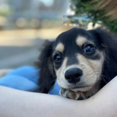 k_s_1_'s profile picture. 2024/3/9生まれのミニチュアダックス🐕 ビビり犬 お散歩怖いけど克服中 雷は平気 一番好きな食べ物はメロンです https://t.co/JnMpKzMrp5