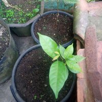 cecep (@carijajanan22) 's Twitter Profile