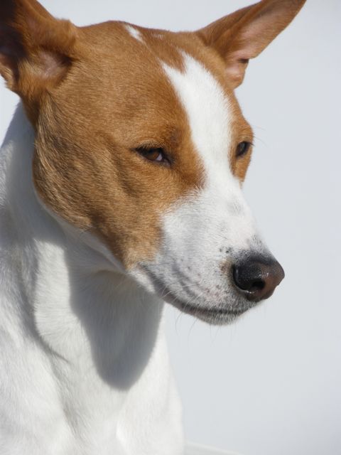 enlightenedk9's profile picture. Dog trainer/biz owner, animal behavior nut, accordion player, dog mom to 2 hilarious, incorrigible basenjis.