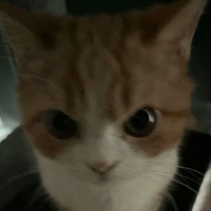 Kiriyama_Fu's profile picture. 中文／English／日本語全部OK 低浮上 
主🌈🎤／🌱  19↑