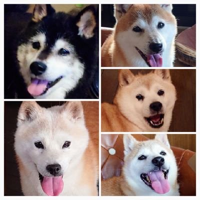 xioshywhu168774's profile picture. 