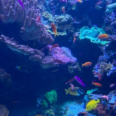 zeeberjeebers's profile picture. 