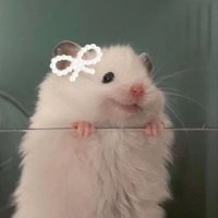 ぬぴ🐹ྀི (@puipui_nupipi) 's Twitter Profile Photo