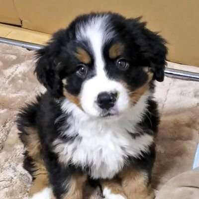 HaritaSaek49954's profile picture. 