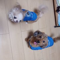 ひろし (@hiroshblaublitz) 's Twitter Profile