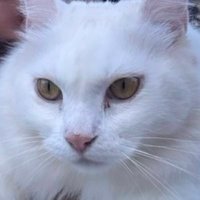 il sano ๐ฎ๐น๐บ๐ธ๐ท๐บ (@andreammf74) 's Twitter Profile
