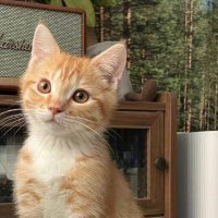 🐈 (@k__t_ya) Twitter profile photo