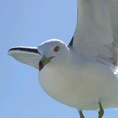 nosk1000ml's profile picture. デスバレー生まれ
デスバレー育ち