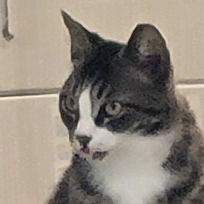 Avelynnさんのプロフィール画像
