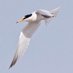 Gibraltar Point Bird Observatory (@gibpoint) Twitter profile photo Gibraltar Point Bird Observatory (@gibpoint) Twitter profile photo