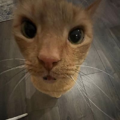 lhopital_lives's profile picture. 🍉 urbanist / treat enthusiast / hater of gender / cat butler ••• they/them