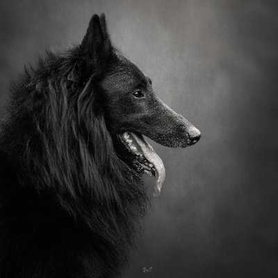 ginachillin's profile picture. GinaR Photography ~ Love my camera, my dogs and cats, also love a good gig too. 
Sony a7iv
w/ Sony135mm1.8 GM 
#Shootwideopen