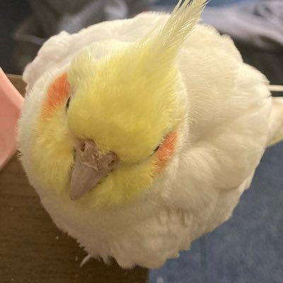 Kicchon_dm's profile picture. ✩三浦大知くん✩🙏拝