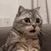 Delphicats (@delphicats) Twitter profile photo Delphicats (@delphicats) Twitter profile photo