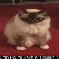 DeprecatedWingull (@depreciatedbox) 's Twitter Profile