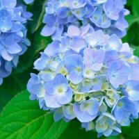 Hydrangea lady (@hydrangeaa44543) 's Twitter Profile