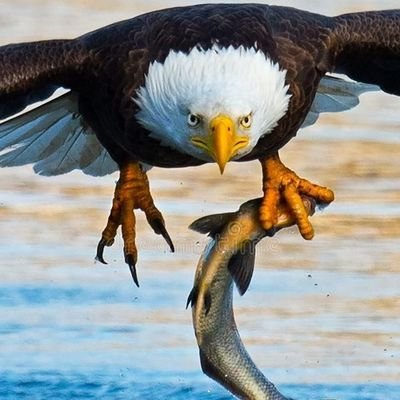 You're born to eat, play & sleep for 6 years; educate yourself for 16 yrs at least, and work for 40 years to try & live a good life for 20 yrs if you're lucky.