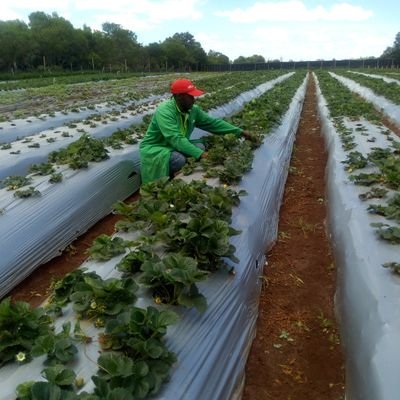 AgricSpecialist's profile picture. Money Via Agriculture