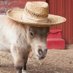 horse (@horseimage) Twitter profile photo horse (@horseimage) Twitter profile photo