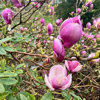 mandapanda_75's profile picture. imperfect Jesus follower.