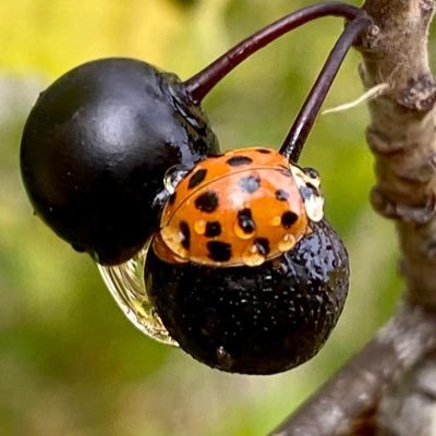 ObserveEvolve's profile picture. Nuanced consumer of information