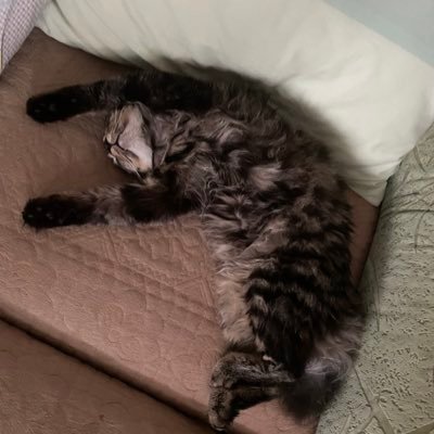 Natasha54202311's profile picture. 