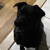 Picklez (@pick1ez) 's Twitter Profile