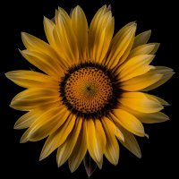 Live4give.Hxd.Sol (@kaprabhu) 's Twitter Profile Photo Live4give.Hxd.Sol (@kaprabhu) 's Twitter Profile Photo
