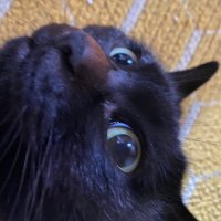 しばくろ (@ayakikusakura) 's Twitter Profile
