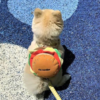 seth__voler's profile picture. 