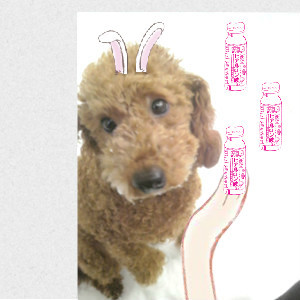 shunamaronmoka's profile picture. 