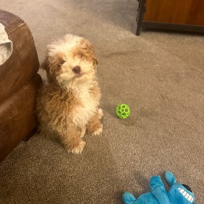 BlueBarndog's profile picture. Loves Jesus, blue voter from WI. https://t.co/AmRVuVOwnp Defeat felon Trump Rebuilding yada yada He him Netanyahu is Israel’s TrumpWisconsin poll worker🇺🇸🇺🇦🇵🇸🇮🇱