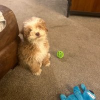 Troy (@bluebarndog) 's Twitter Profile