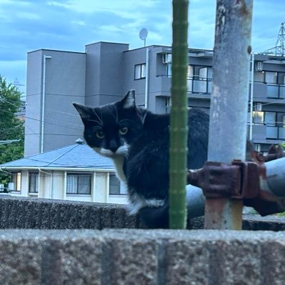 schumann357's profile picture. 