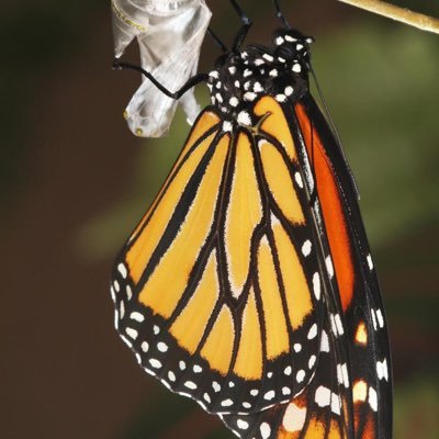 Mother, wife, teacher, reader, Bleeding Heart Liberal American. 🇺🇸 I love nature and kind people. READ PROJECT 2025 and share with others. No DMs.