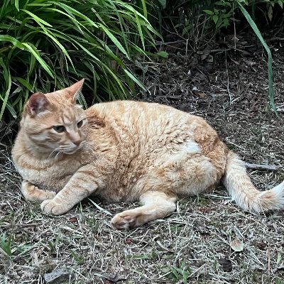 2024年7月から更新開始!車、キャンプ、猫、飯メインのアカウントです。車バイクで出掛けた際にまとめてポストする事が多いです🙂
愛車
ダッジバイパー '00、通勤マシン(現在非公開)
バイク
RG50ガンマ、RG125Γ、GS50(がーこ50)
無言フォローお許し下さい🙏