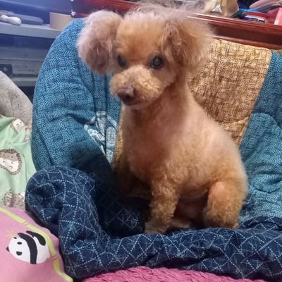 卓球に夢中です。FラグザZ、B V15リンバー PTAから始めて15年くらいになります。膝や股関節の故障多めです(^-^;
保護ワンコ、プードルのミニミニとの時間も大切にしたいです。ネコ🐱、犬大好きです。宜しくお願いします🎵