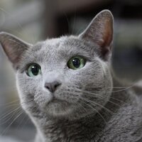 East_Scrofa (@east_scrofa) Twitter profile photo