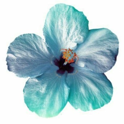 roseismygf9's profile picture. 