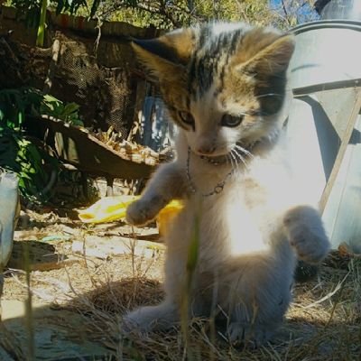 fireetingz's profile picture. JW| Busy Escaping The Devil's Matrix| If you do not learn from the mistakes of others, you're doomed to repeat the cycle| Nfrealmusic |Cole World| LIV