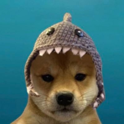 dog wif shark hat on Solana 🦈🐶 15% deadwallet 🔥 WIF’s bestfren and Shark cat’s BF💍 | Unoffical Dog of @ab84 CA:7XkTizeHkx1S3k4QvmbcRbsH2HqLmBFxNokrn4KmGdjk