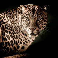 tauzend (@tauzend1) 's Twitter Profile