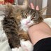 Nordic Cat (@nordiccatsol) Twitter profile photo Nordic Cat (@nordiccatsol) Twitter profile photo