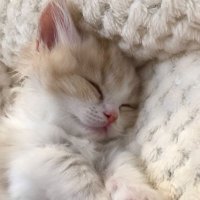 Zjr (@lomlzzzzz) 's Twitter Profile