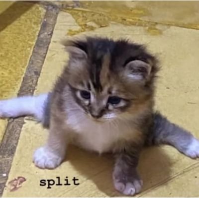 creamoizt's profile picture. archstud'24 |
uinma📍