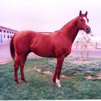 عبدالله حمد المذعور (@alshmry903) 's Twitter Profile Photo