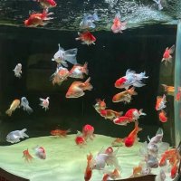 Linda (@lindamerzougui) Twitter profile photo