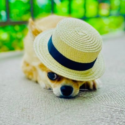 sarubanchooo's profile picture. 無言フォローすみません