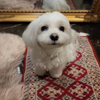 marochan (@chokora6) 's Twitter Profile